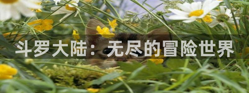 镇魂街动漫风车动漫：斗罗大陆：无尽的冒险世界